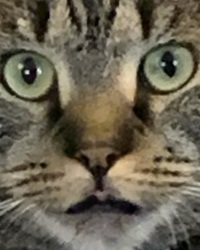 This is a cat